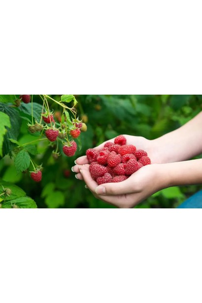 Добриво Свитязь Яра для малини